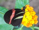 macro 20200415