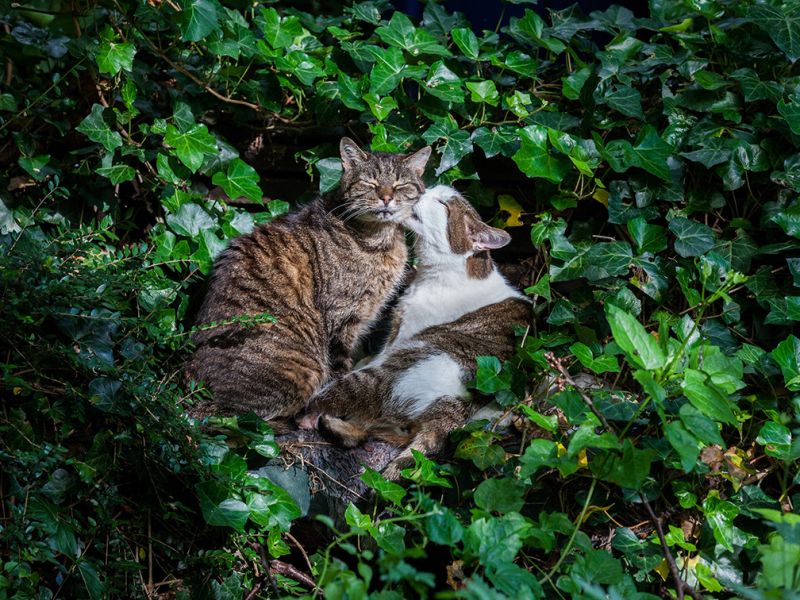 wal5 wilde dieren in de jungle kopie