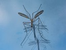 de glazenwassers  20191212