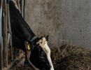 nanda boerderij  2 van 