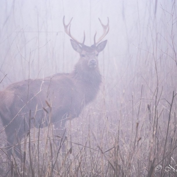 mist 20191021