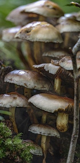 oktober 2021 - paddenstoelen