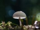 paddenstoel 20211022