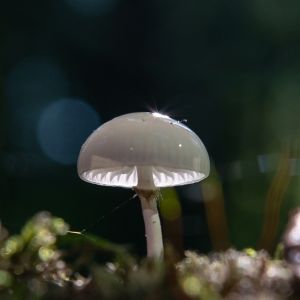 paddenstoel 20211022